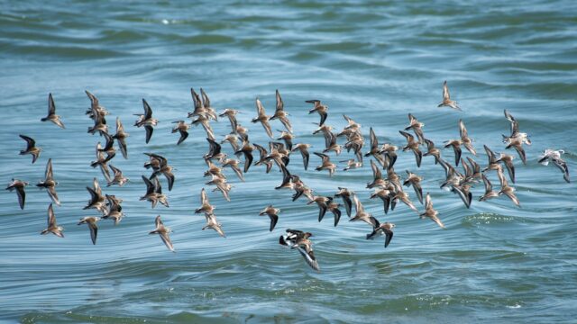 A flock of birds fly over a large body of water