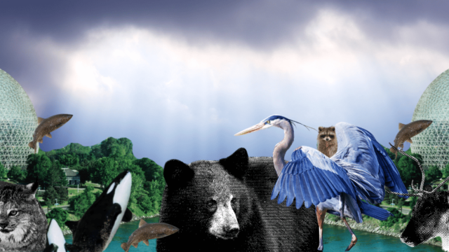 A collage of different media styles with Canadian animals: a lynx, orca, heron, grizzly bear, moose, salmon, and raccoon
