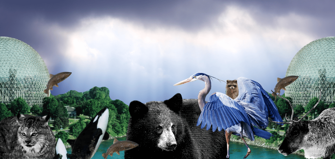 A collage for COP15 of Canadian animals against a brightening sky with Montreal Biosphere in background.