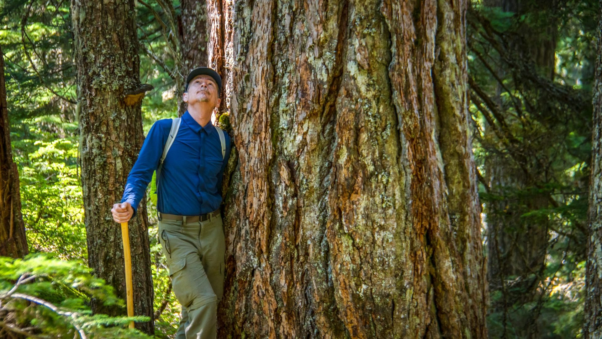 A hiker leans against a large tree in a forest and looks up. He holds a hiking pole and wears a backpack.