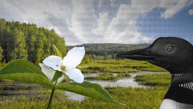 Stylized illustration of a Trillium flower and a loon's head. In the background is a realistic green wetland.