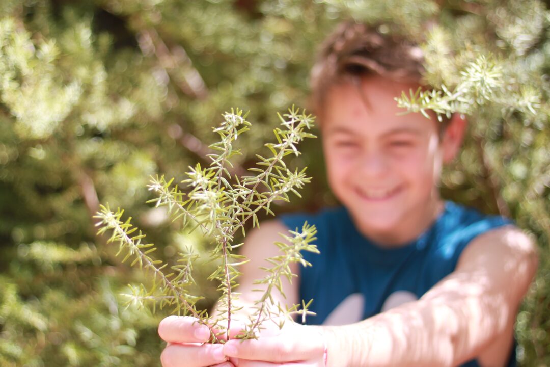 A young boy in a blue shirt holds out a plant