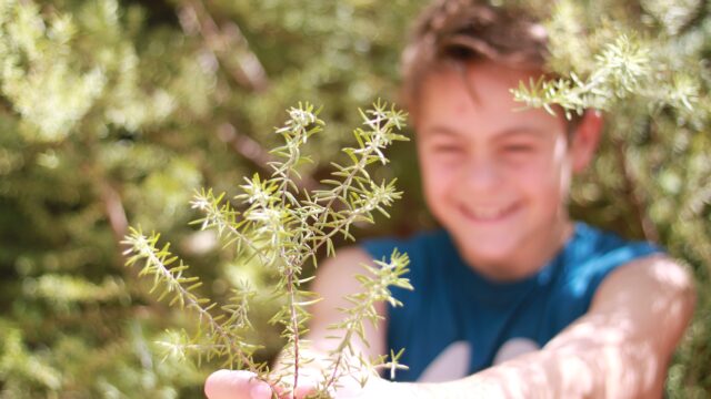A young boy in a blue shirt holds out a plant