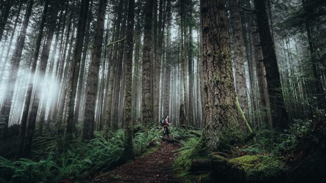 A hiker stands and looks up in a dense forest of very tall trees.