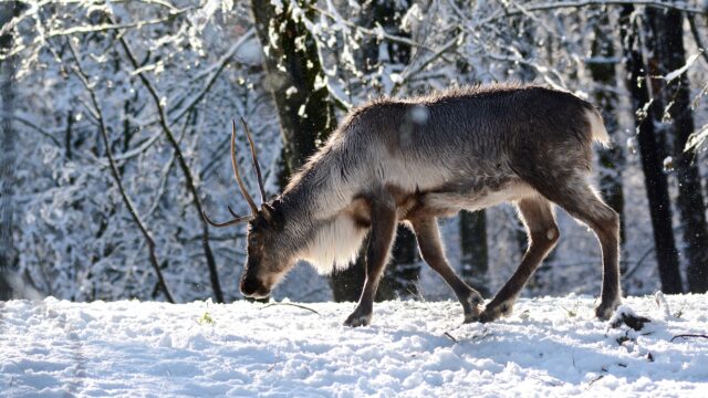 A caribou walks through the snow in a forest
