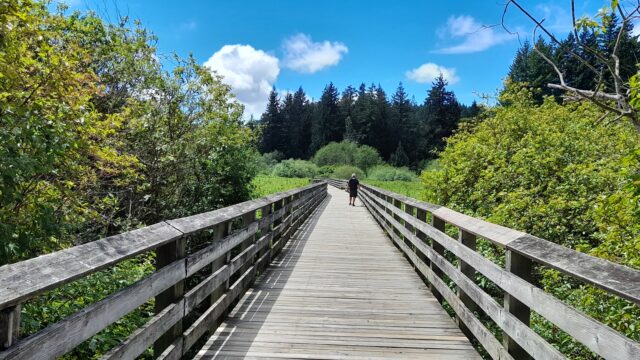 A person walks in the distance along a boardwalk in a forest. The blue sky is visible above.
