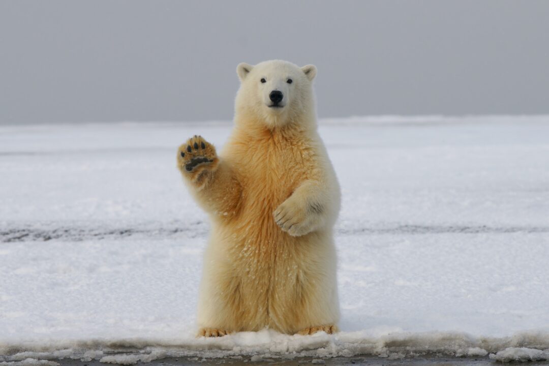 A polar bear stands on its hind legs in the snow. It looks at the camera and raises one paw.