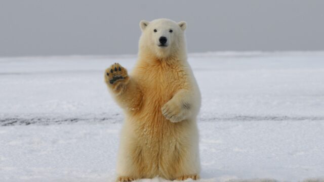 A polar bear stands on its hind legs in the snow. It looks at the camera and raises one paw.