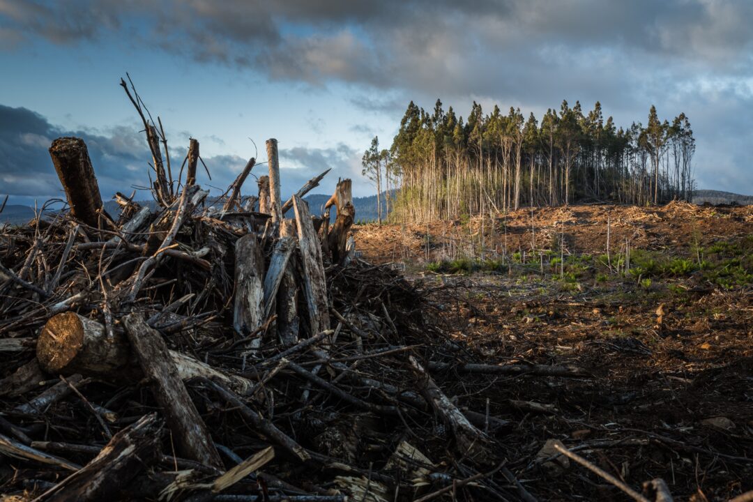 A forest of trees is cut down and logs are piled in the foreground. The ground is bare and in the distance stand a few remaining trees.