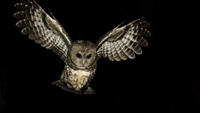 A spotted owl flies at night with outspread wings
