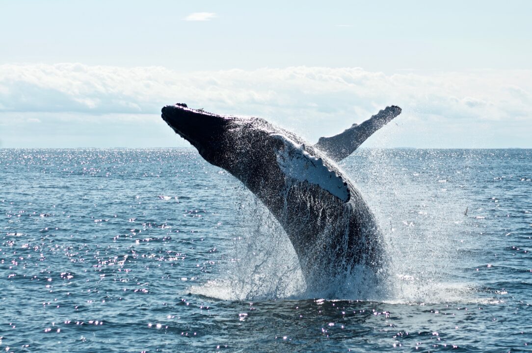 A large whale jumps out of the water