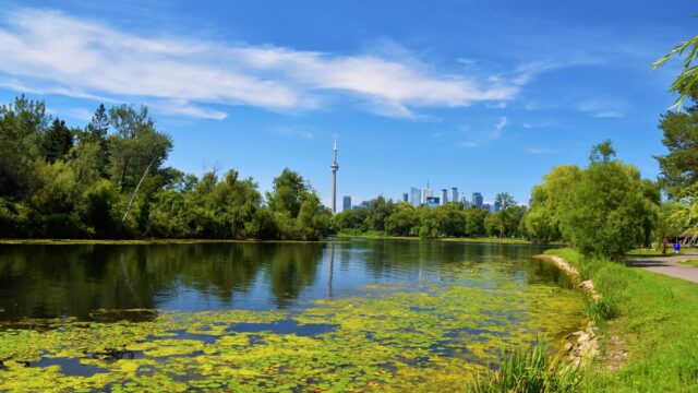 A still pond with lily pads in a park. Trees surround the water. The CN tower stands in the distance.