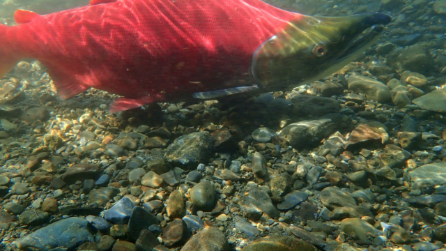 A bright red sockeye salmon swims underwater. Rocks cover the ground in the water.