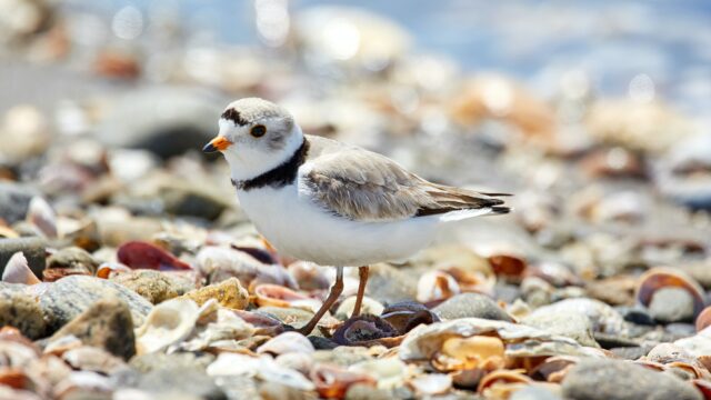 A piping plover standing on sea shells