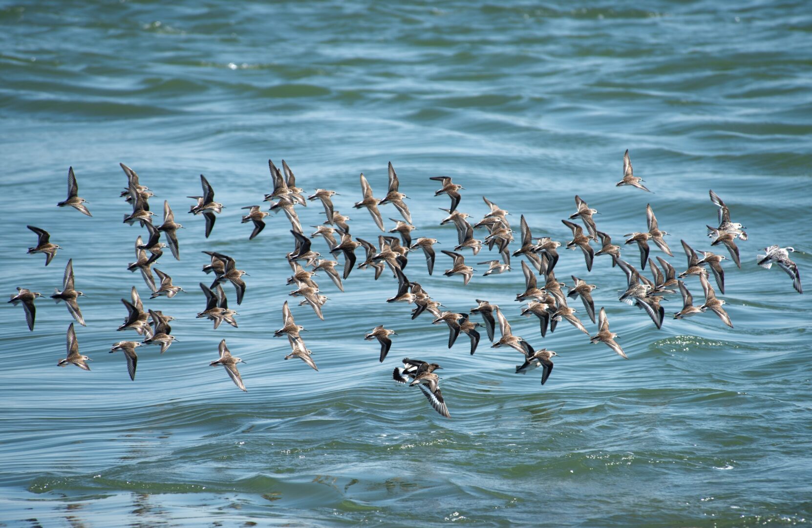 A flock of sand piper birds fly over the ocean.