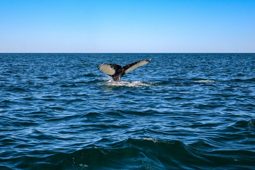 Nova Scotia whale watching off of Brier Island