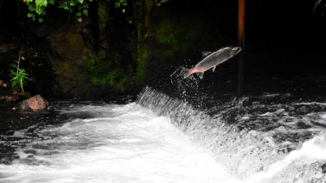 A salmon in mid-jump while swimming upstream.