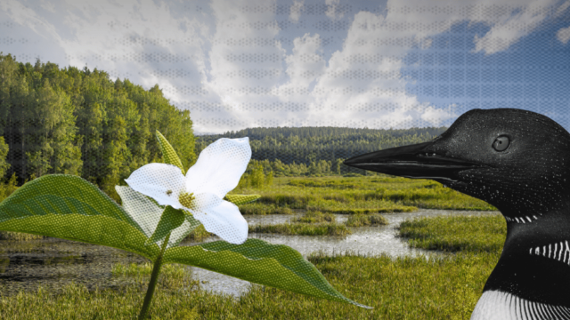 Loon and trillium flower with Ontario nature in the background