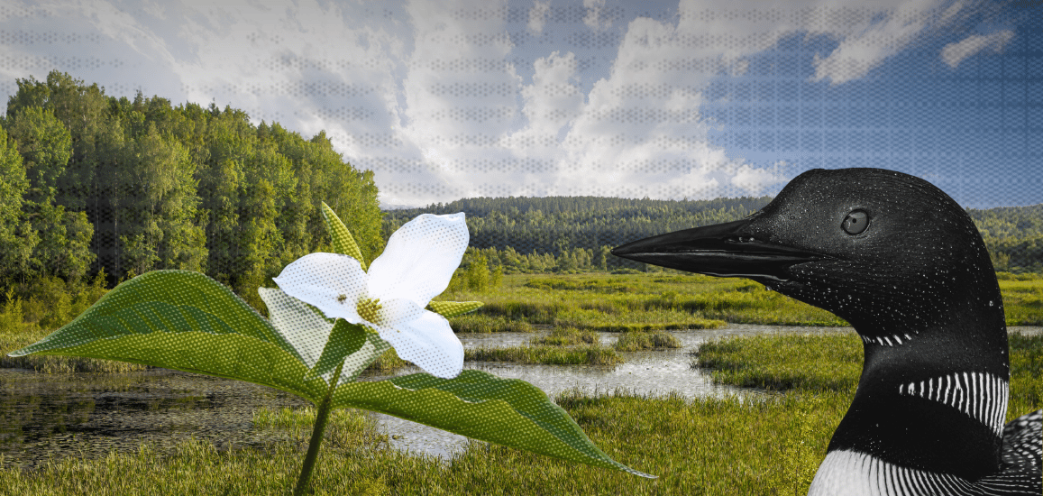Loon and trillium flower with Ontario nature in the background