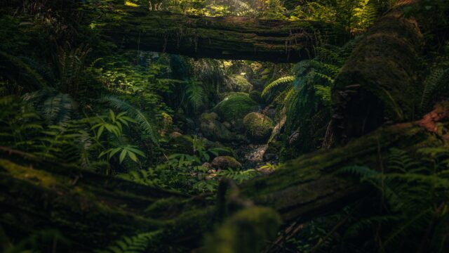A dimly lit peek into the dense green undergrowth of an old growth forest