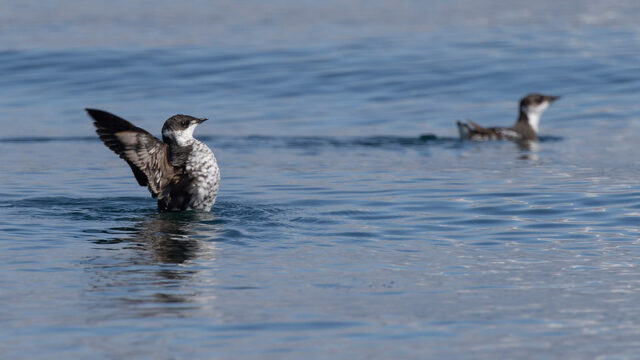 Two Marbled Murrelets on water.