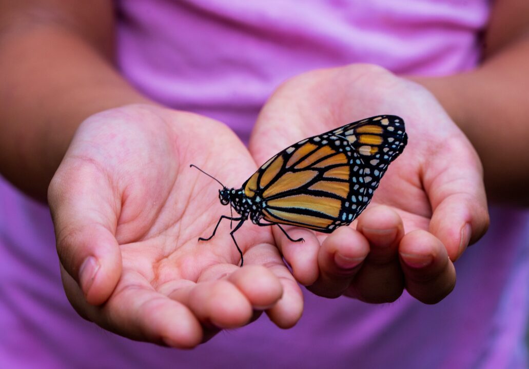 A person wearing a pink tshirt holds a monarch butterfly in their hands