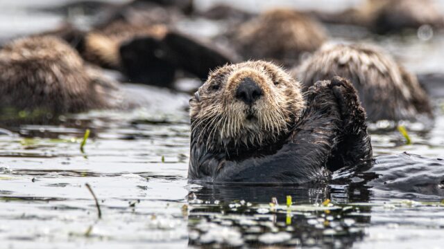 A sea otter holds up its hands, while floating in water. Other otters can be seen in the background