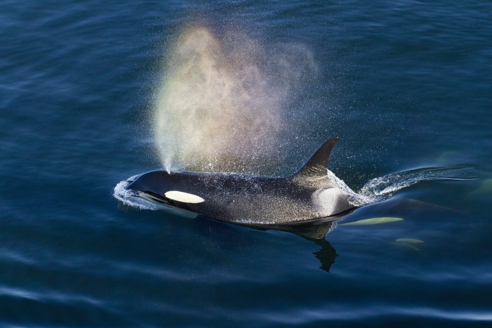 Southern Resident killer whale surfacing