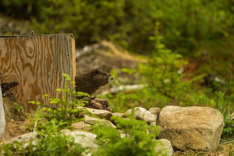 A Vancouver Island marmot peeks out of a wooden box