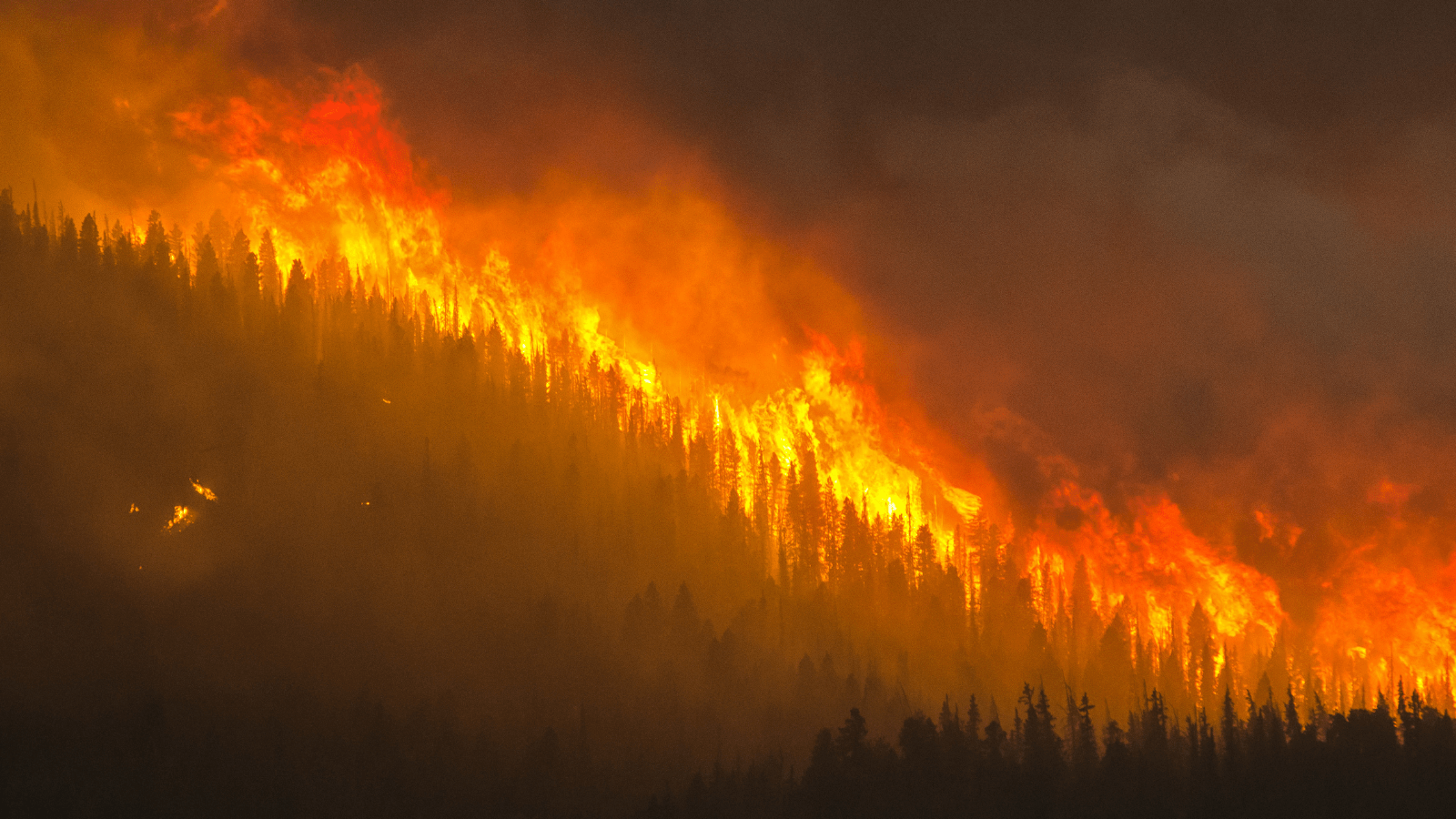 Wildfire burning a forest with dense smoke.
