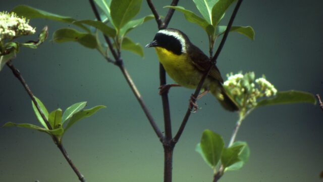 Photo of a yellowthroat sitting in a tree with small white flowers.