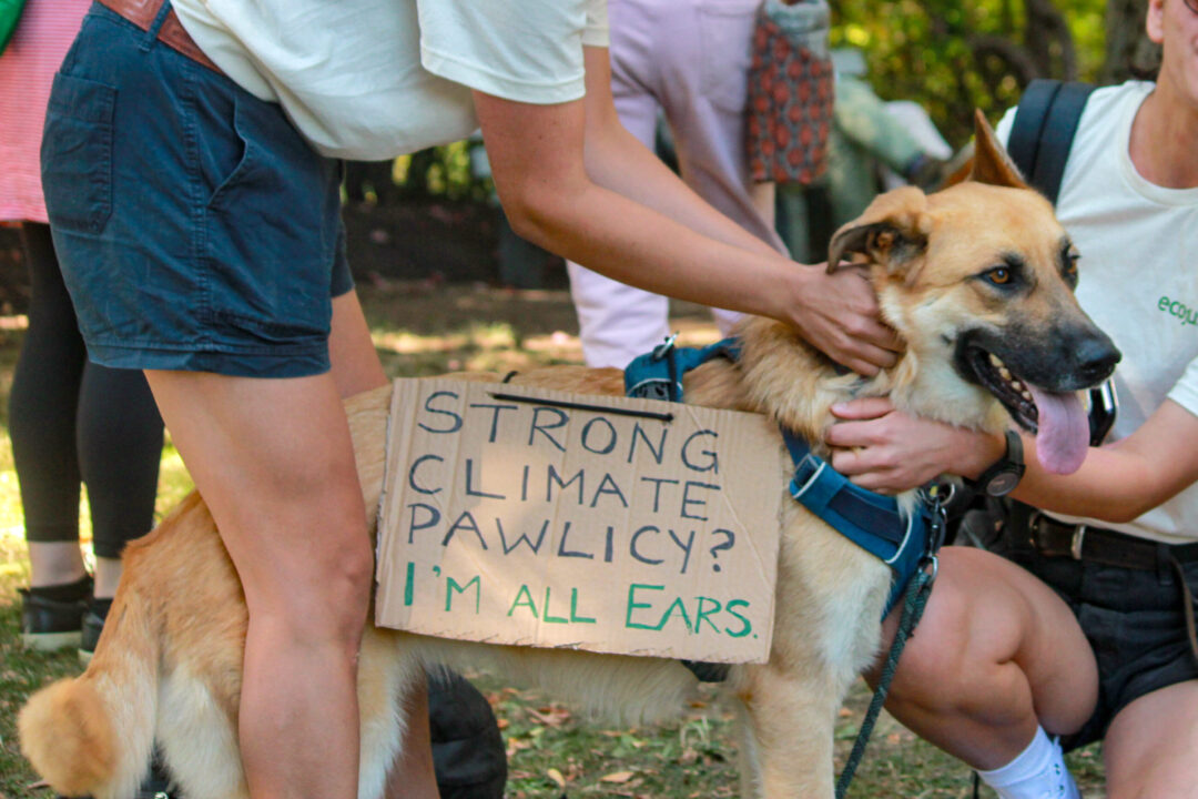 A beautiful Shepherd-mix dog wears a homemade sign which says 'Strong Climate Pawlicy? I'm all ears.'