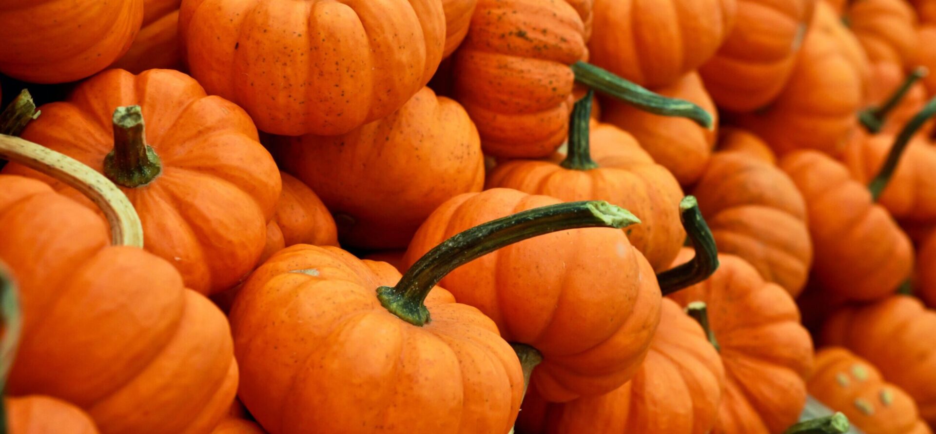 Pumpkins stacked in a pile