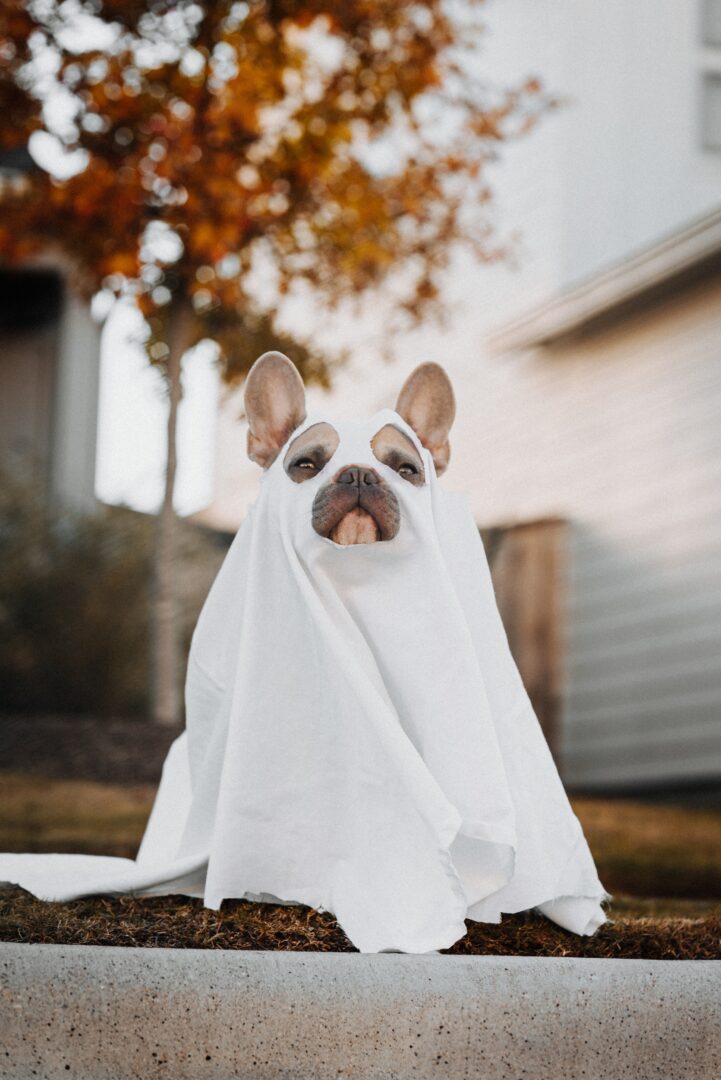 A French bulldog wears a white bedsheet with holes as a ghost costume.