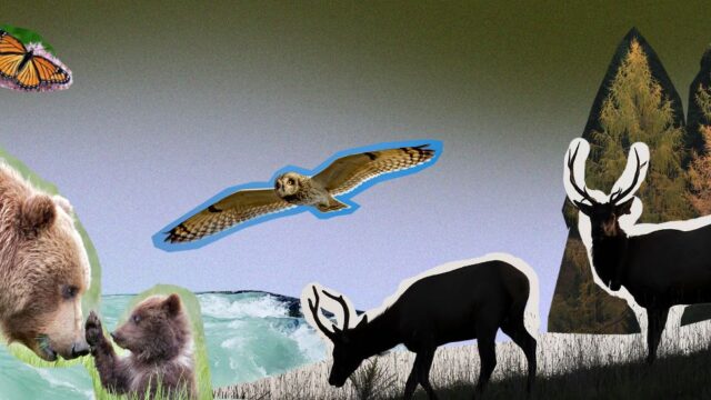 Images of Canadian animals including a butterfly, a mother bear and her cub, an owl and caribou