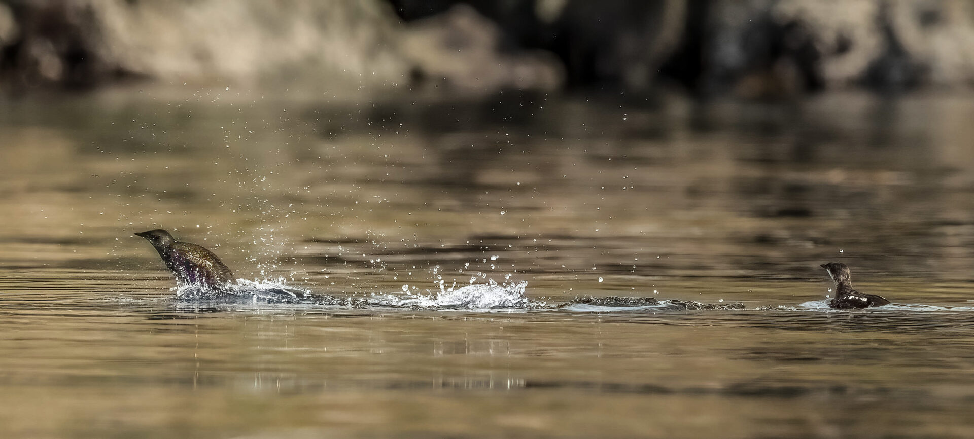 Two Marbled Murrelets splashing in water