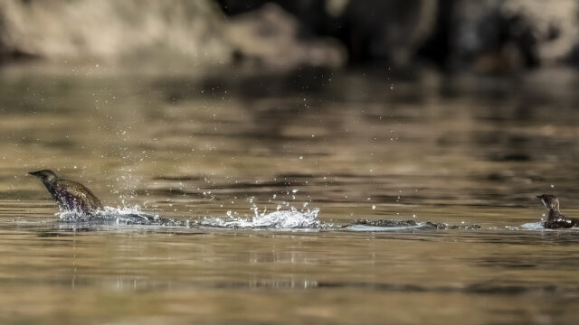 Two Marbled Murrelets splashing in water