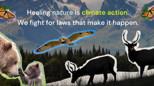 Acollage of animals including bears, owls, butterflies and caribou in front of a mountain background. Test overlay reads Healing nature is climate action. We fight for laws that make it happen.