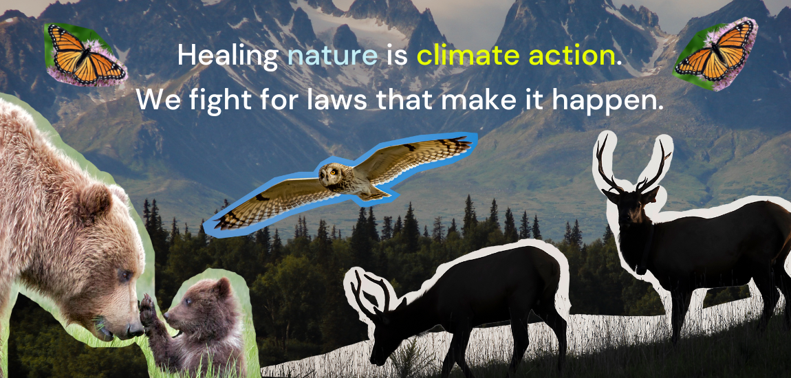 Acollage of animals including bears, owls, butterflies and caribou in front of a mountain background. Test overlay reads Healing nature is climate action. We fight for laws that make it happen.